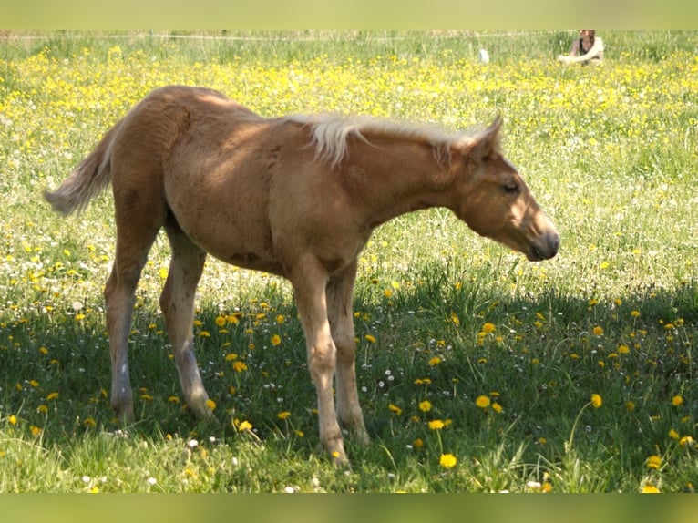Poni cuarto de milla Mestizo Yegua Potro (01/2025) Palomino in Sulzbach-Rosenberg