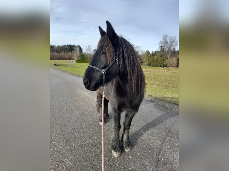 Poni Dalés Yegua 14 años 138 cm Negro in Memmingen