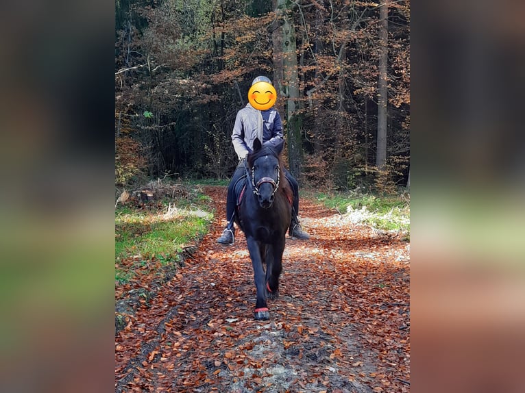 Poni Dalés Yegua 14 años 138 cm Negro in Memmingen