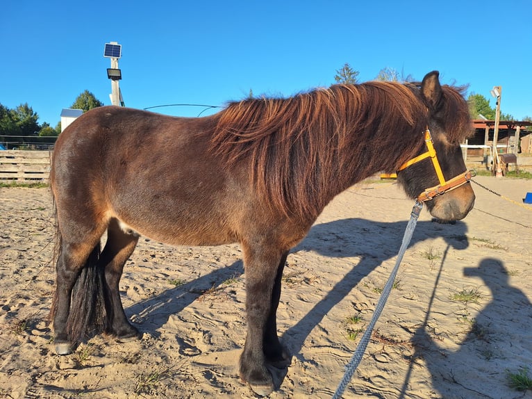 Poni Dartmoor Mestizo Caballo castrado 10 años 117 cm Castaño in Dallgow-Döberitz