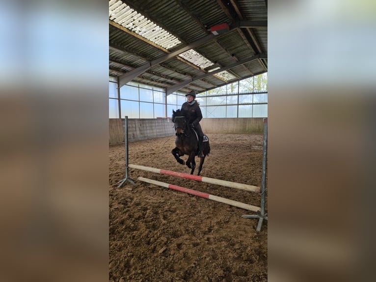 Poni Dartmoor Mestizo Caballo castrado 10 años 135 cm Castaño oscuro in Salzbergen