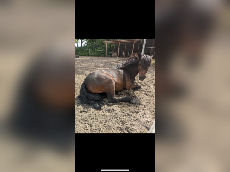 Poni Dartmoor Mestizo Caballo castrado 10 años 135 cm Castaño oscuro in Salzbergen