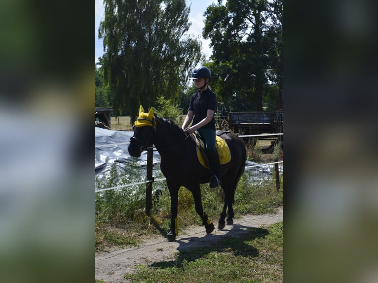 Poni Dartmoor Caballo castrado 15 años 125 cm  in Sinderen