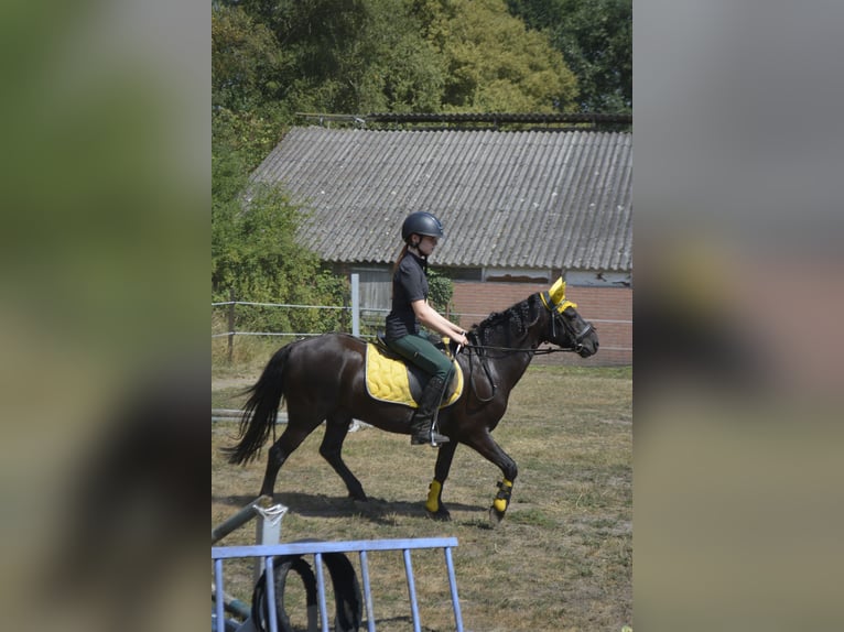 Poni Dartmoor Caballo castrado 15 años 125 cm  in Sinderen