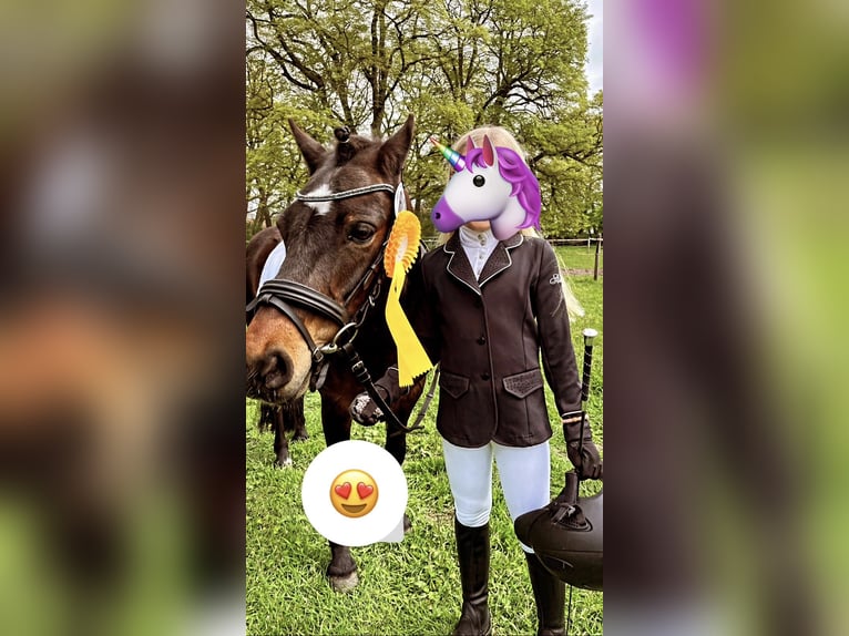 Poni Dartmoor Caballo castrado 17 años 122 cm Castaño in Edewecht