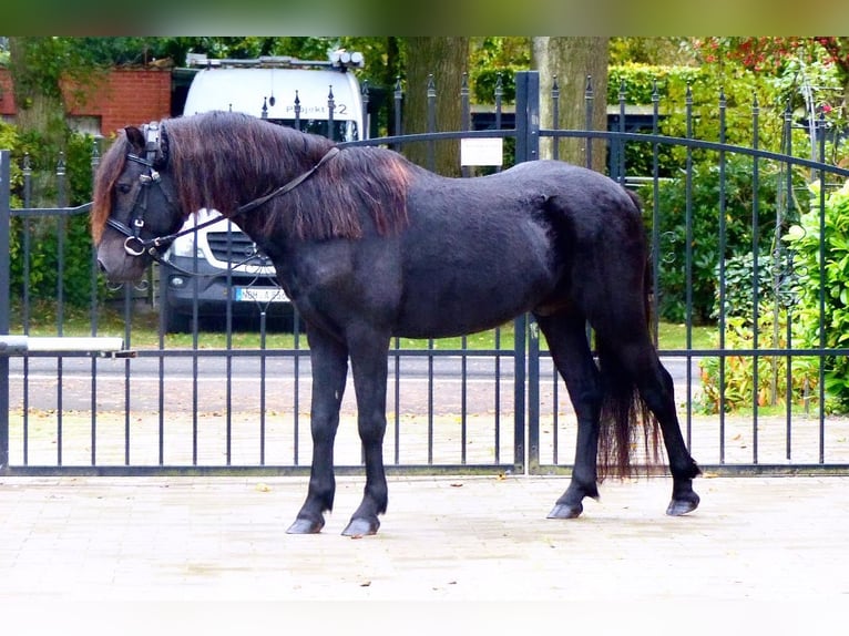 Poni Dartmoor Caballo castrado 3 años 123 cm Negro in Halle