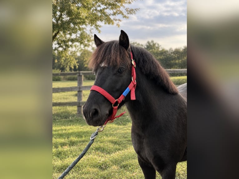 Poni Dartmoor Caballo castrado 4 años 126 cm Negro in Vigneux-sur-Seine