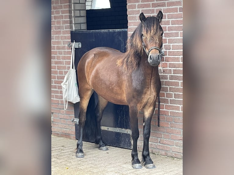 Poni Dartmoor Caballo castrado 6 años 129 cm Castaño oscuro in Uitwijk