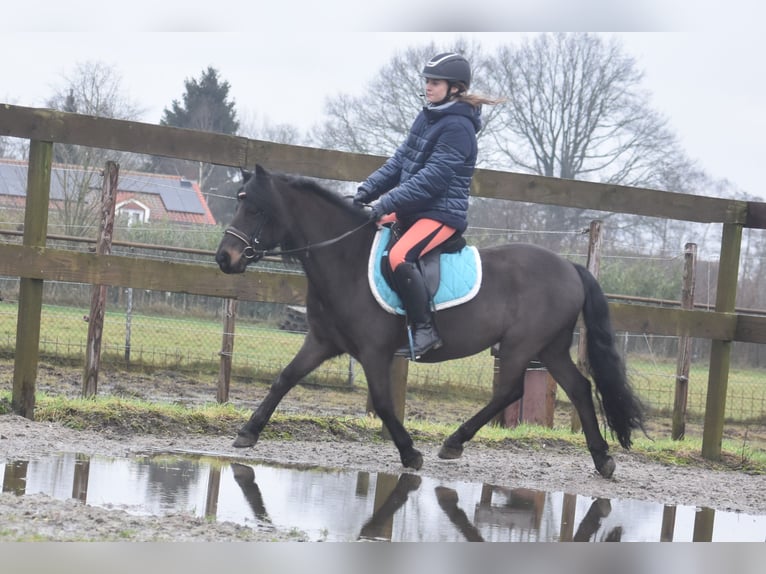 Poni Dartmoor Caballo castrado 7 años 125 cm Castaño oscuro in Achtmaal