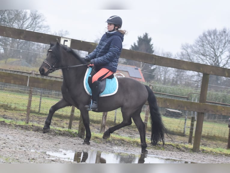 Poni Dartmoor Caballo castrado 7 años 125 cm Castaño oscuro in Achtmaal