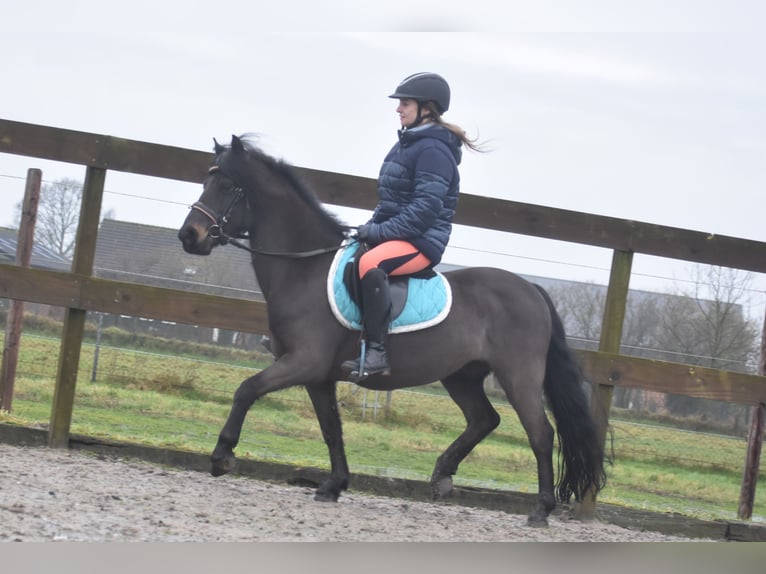 Poni Dartmoor Caballo castrado 7 años 125 cm Castaño oscuro in Achtmaal