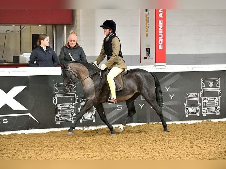 Poni Dartmoor Mestizo Caballo castrado 8 años 128 cm Negro in Downham Market