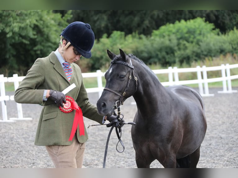 Poni Dartmoor Mestizo Caballo castrado 8 años 128 cm Negro in Downham Market