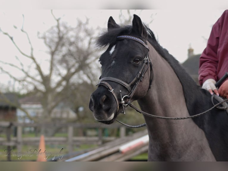 Poni Dartmoor Mestizo Caballo castrado 8 años 128 cm Negro in Downham Market