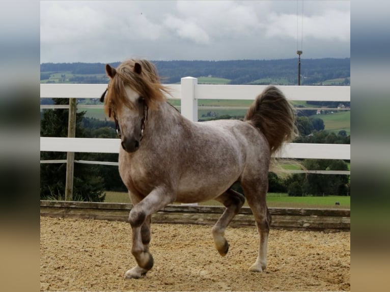 Poni Dartmoor Semental 16 años 120 cm Tordo ruano in Buch am Irchel