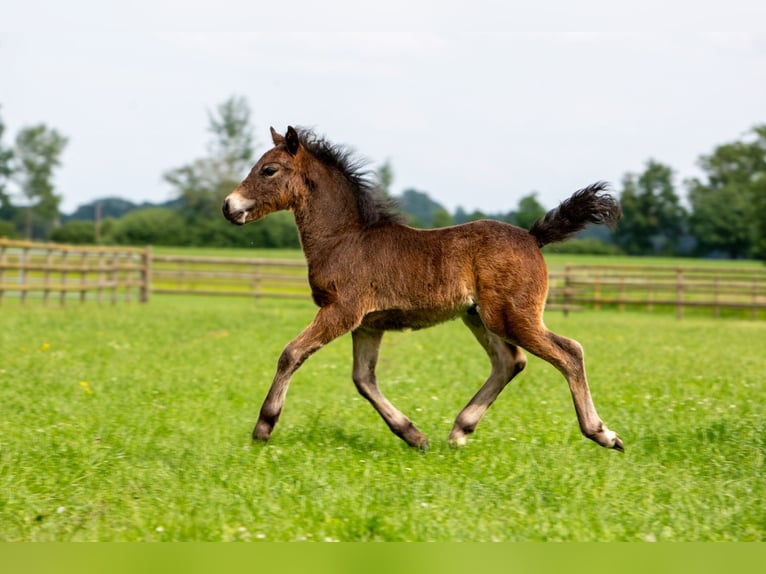 Poni Dartmoor Semental 1 año 126 cm Negro in Edewecht