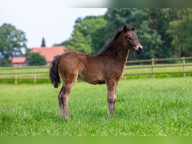 Poni Dartmoor Semental 1 año 126 cm Negro in Edewecht