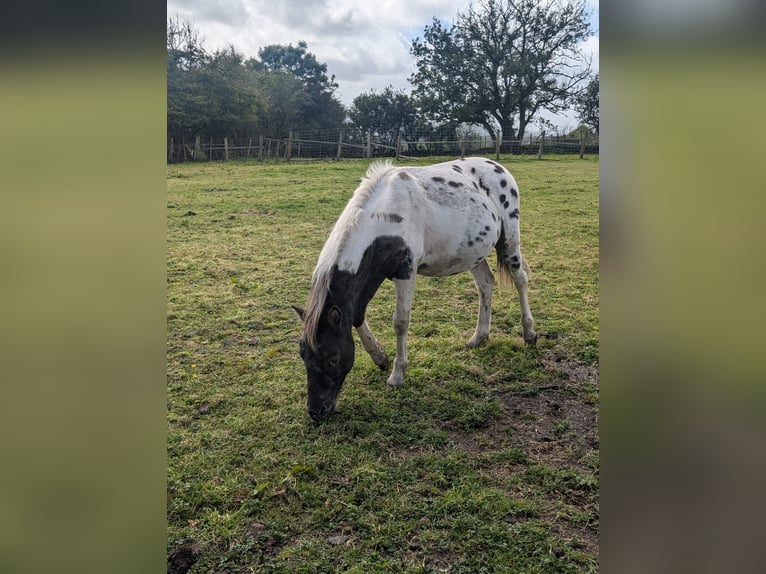 Poni Dartmoor Semental 1 año in Llanelli