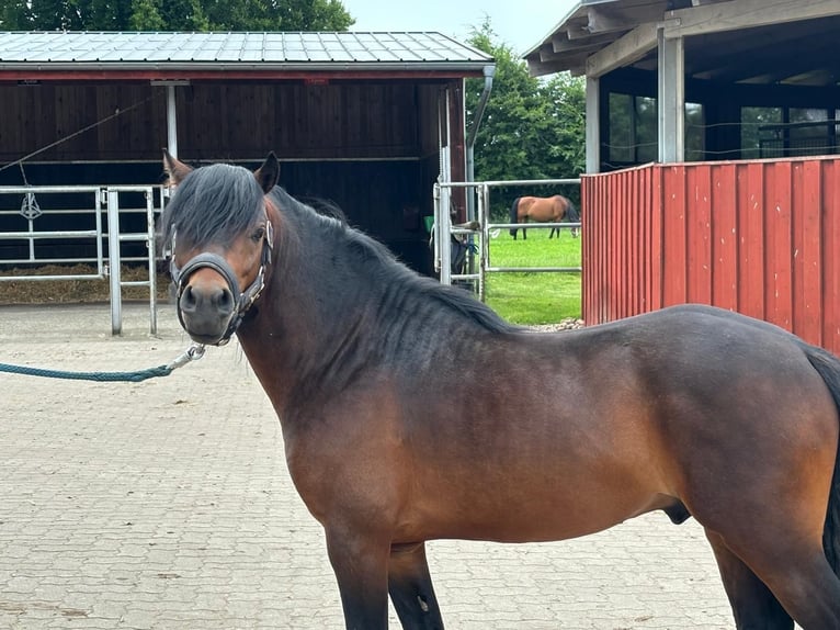 Poni Dartmoor Semental 3 años 124 cm Castaño in Bornh&#xF6;ved