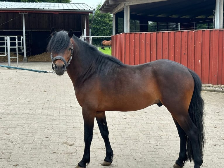 Poni Dartmoor Semental 3 años 124 cm Castaño in Bornh&#xF6;ved