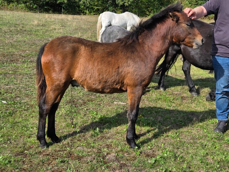 Poni Dartmoor Semental Potro (04/2026) 125 cm Castaño in Goch