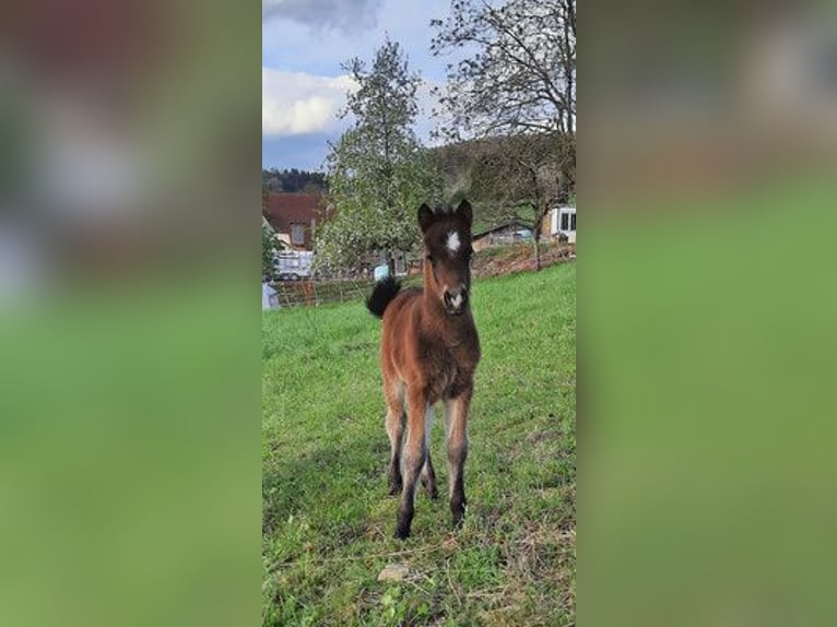 Poni Dartmoor Semental Potro (04/2024) Castaño in Bonndorf im Schwarzwald