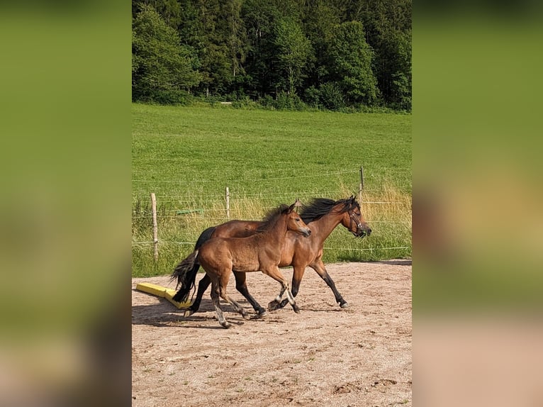 Poni Dartmoor Semental Potro (04/2024) Castaño in Bonndorf im Schwarzwald