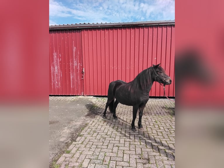 Poni Dartmoor Yegua 10 años 124 cm Castaño oscuro in Bockhorst