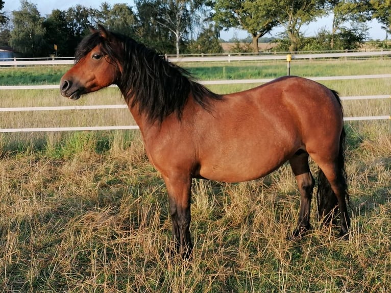 Poni Dartmoor Yegua 12 años 124 cm Castaño in Mönchengladbach