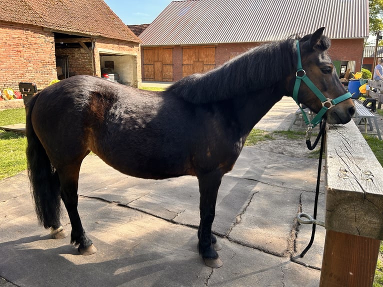 Poni Dartmoor Yegua 14 años 121 cm Castaño in MeppenMeppen