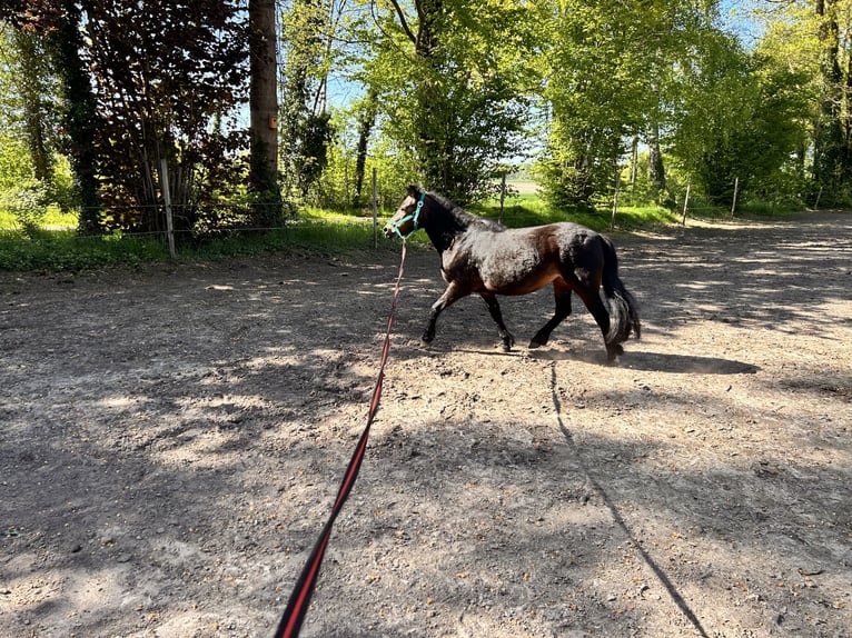 Poni Dartmoor Yegua 14 años 121 cm Castaño in MeppenMeppen