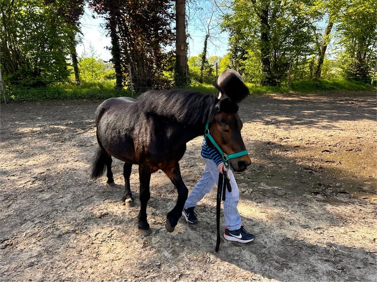 Poni Dartmoor Yegua 14 años 121 cm Castaño in MeppenMeppen