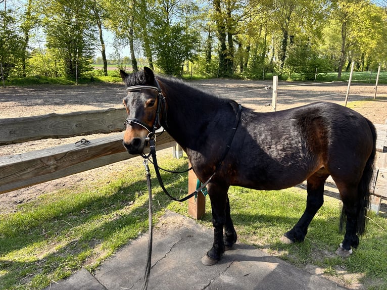 Poni Dartmoor Yegua 14 años 121 cm Castaño in MeppenMeppen