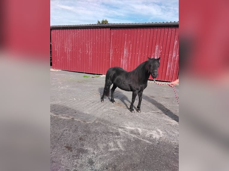 Poni Dartmoor Yegua 14 años 122 cm Negro in Bockhorst