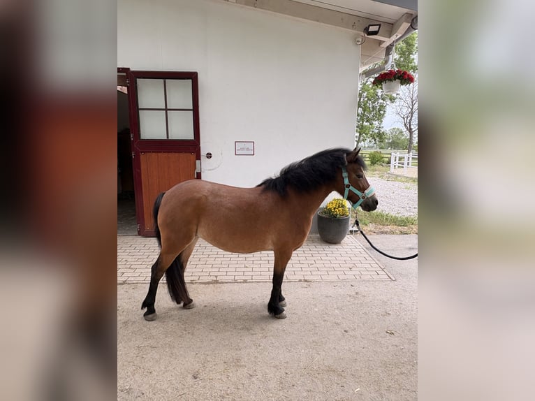 Poni Dartmoor Yegua 15 años 126 cm Castaño in Kottingbrunn