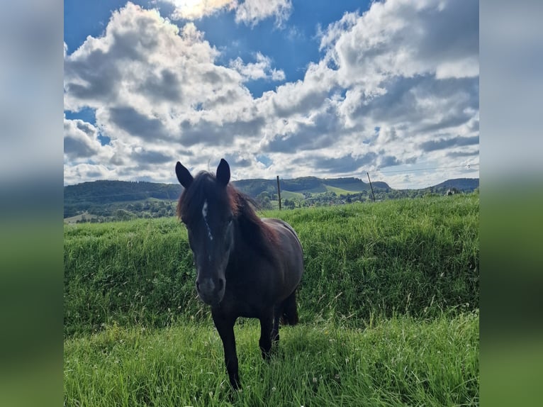 Poni Dartmoor Mestizo Yegua 15 años 135 cm Negro in Sternenfels