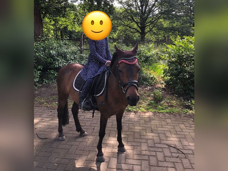 Poni Dartmoor Mestizo Yegua 17 años Castaño in B&#xFC;nde