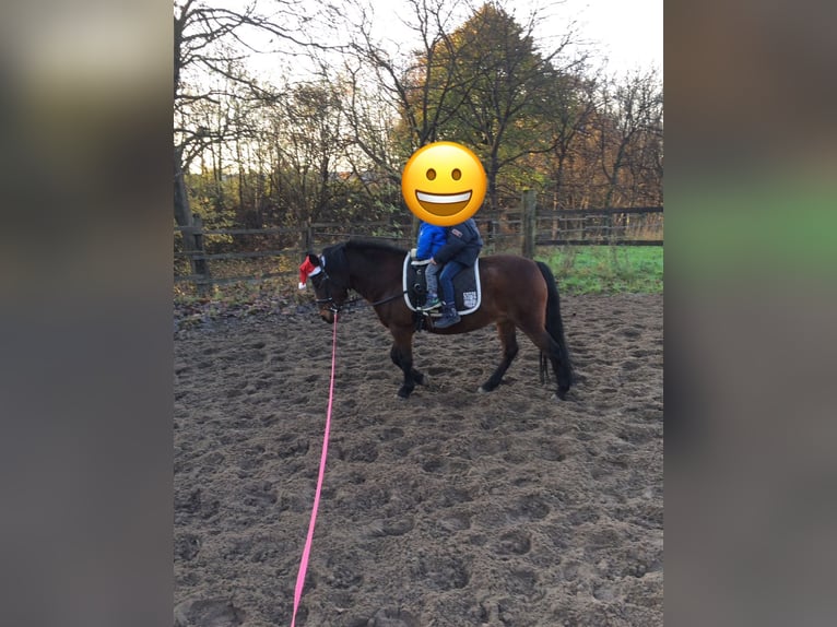 Poni Dartmoor Mestizo Yegua 17 años Castaño in B&#xFC;nde
