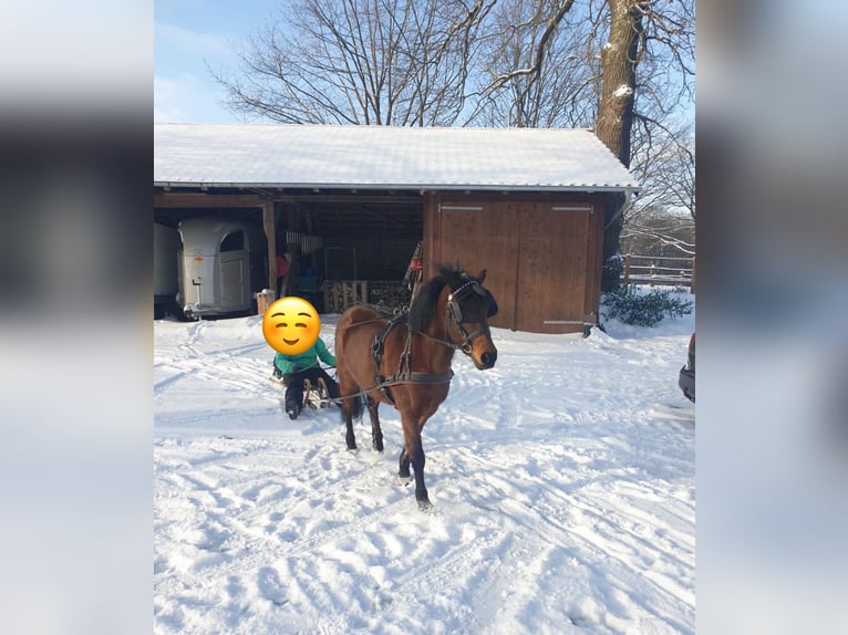 Poni Dartmoor Mestizo Yegua 17 años Castaño in B&#xFC;nde