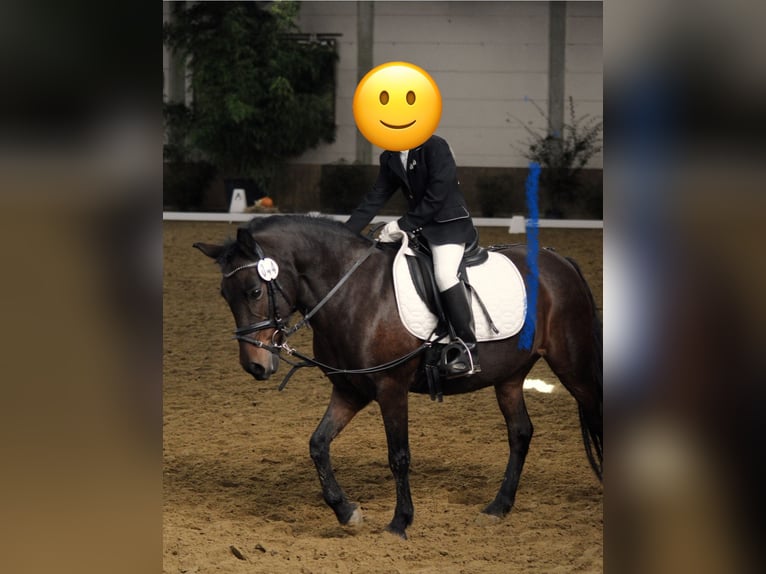 Poni Dartmoor Mestizo Yegua 17 años Castaño in B&#xFC;nde