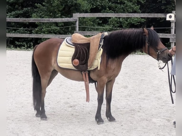 Poni Dartmoor Mestizo Yegua 3 años 120 cm Castaño in Bad Schwanberg