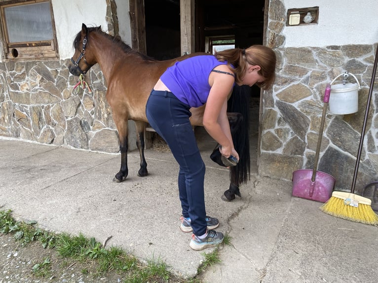 Poni Dartmoor Mestizo Yegua 3 años 120 cm Castaño in Bad Schwanberg