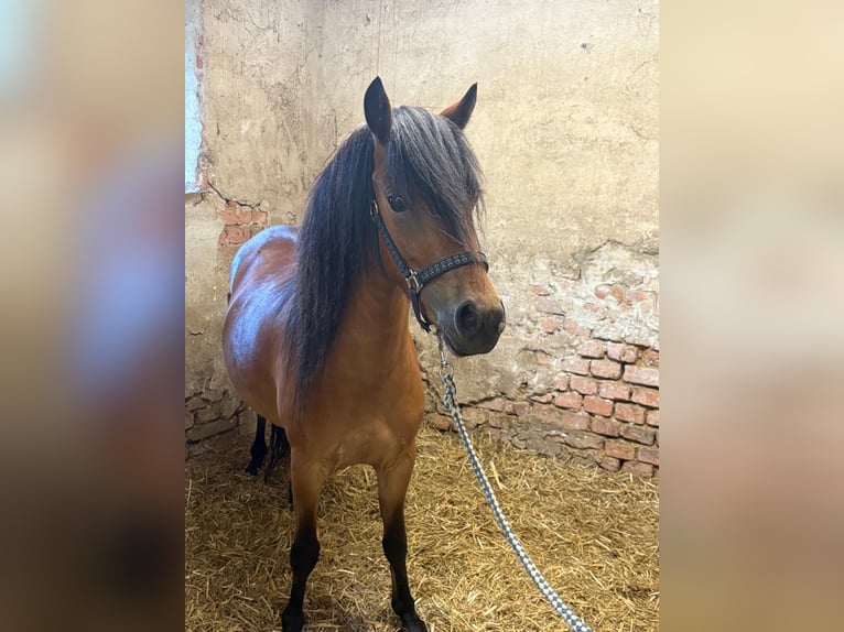 Poni Dartmoor Mestizo Yegua 3 años 120 cm Castaño in Bad Schwanberg