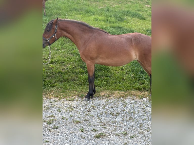 Poni Dartmoor Mestizo Yegua 3 años 120 cm Castaño in Bad Schwanberg