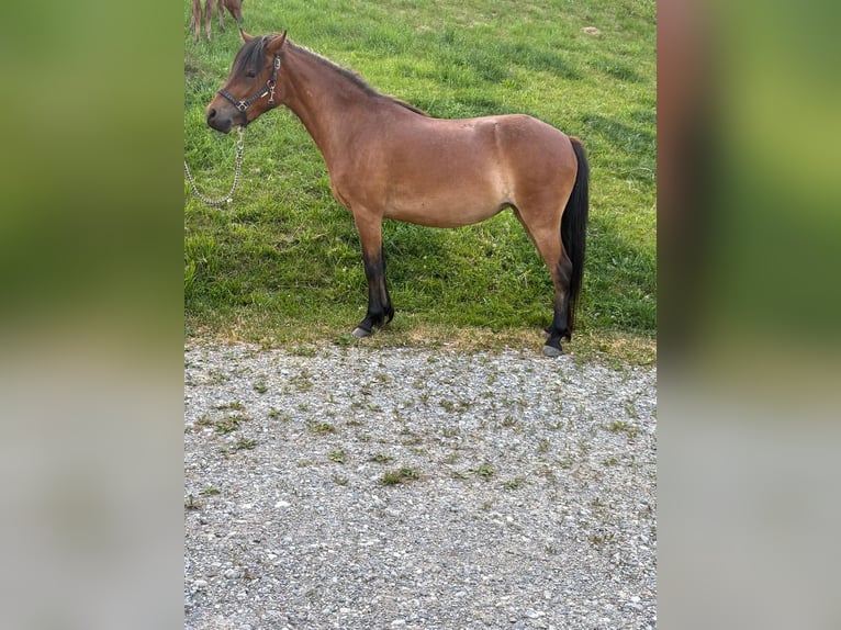 Poni Dartmoor Mestizo Yegua 3 años 120 cm Castaño in Bad Schwanberg