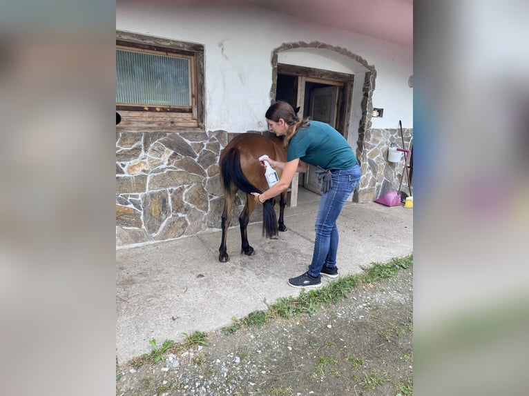 Poni Dartmoor Mestizo Yegua 3 años 120 cm Castaño in Bad Schwanberg