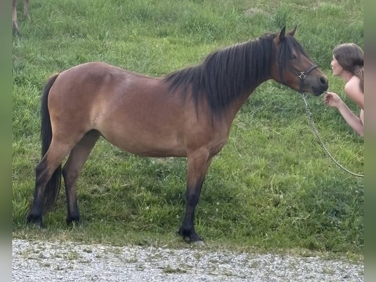 Poni Dartmoor Mestizo Yegua 3 años 120 cm Castaño in Bad Schwanberg