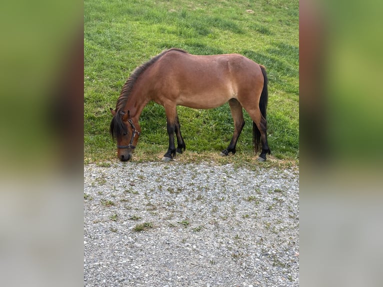 Poni Dartmoor Mestizo Yegua 3 años 120 cm Castaño in Bad Schwanberg
