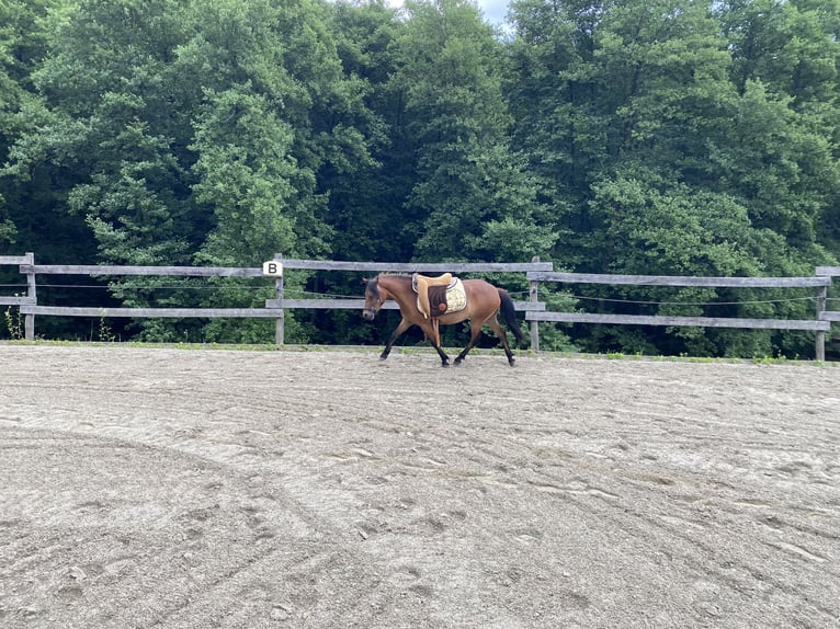 Poni Dartmoor Mestizo Yegua 3 años 120 cm Castaño in Bad Schwanberg