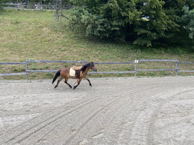 Poni Dartmoor Mestizo Yegua 3 años 120 cm Castaño in Bad Schwanberg